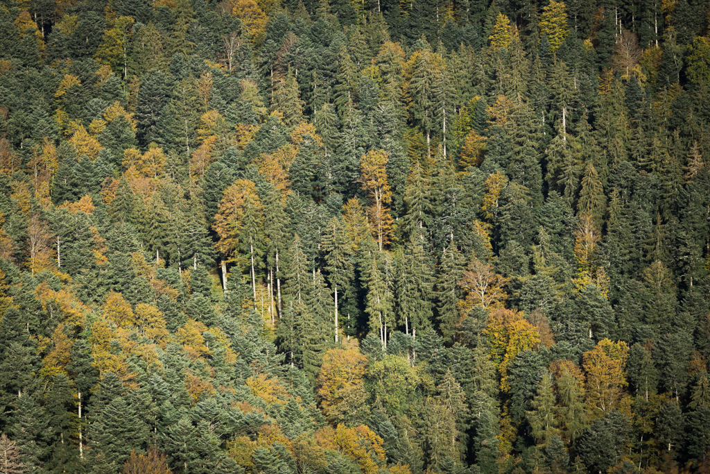 capyture-photographe-alsace-haut-rhin-70