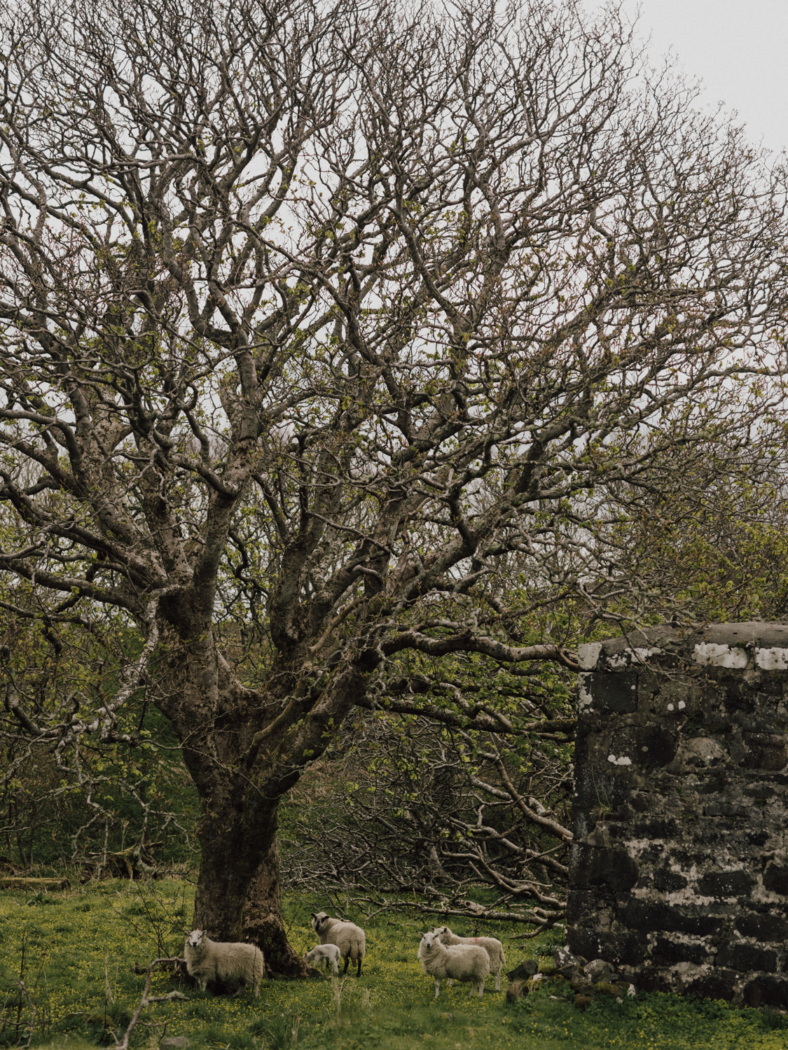 capyture-wedding-photographer-destination-nature-intimate-wedding-isle-of-skye-scotland-203