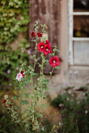 détail de fleurs dans le jardin du domaine saint loup à michelbach