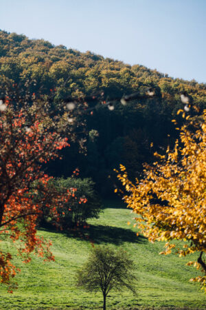 paysage vallonné en Alsace avec arbres aux couleurs d’automne autour de oberhaslach